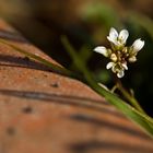 *Mauerblümchen*