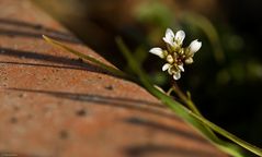 *Mauerblümchen*