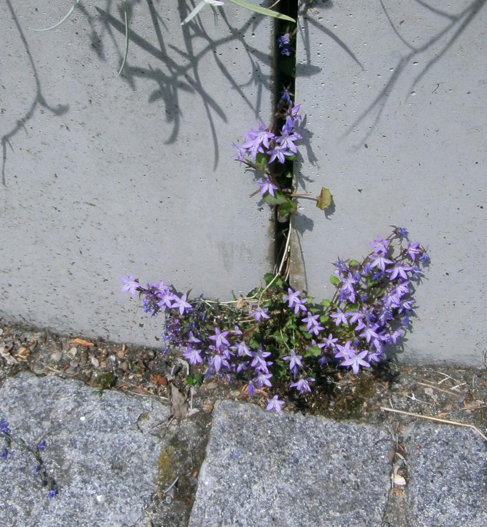 Mauerblümchen