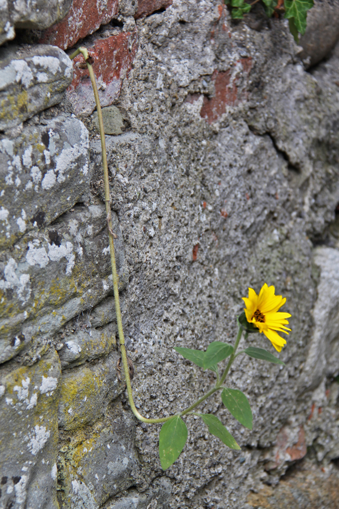 Mauerblümchen