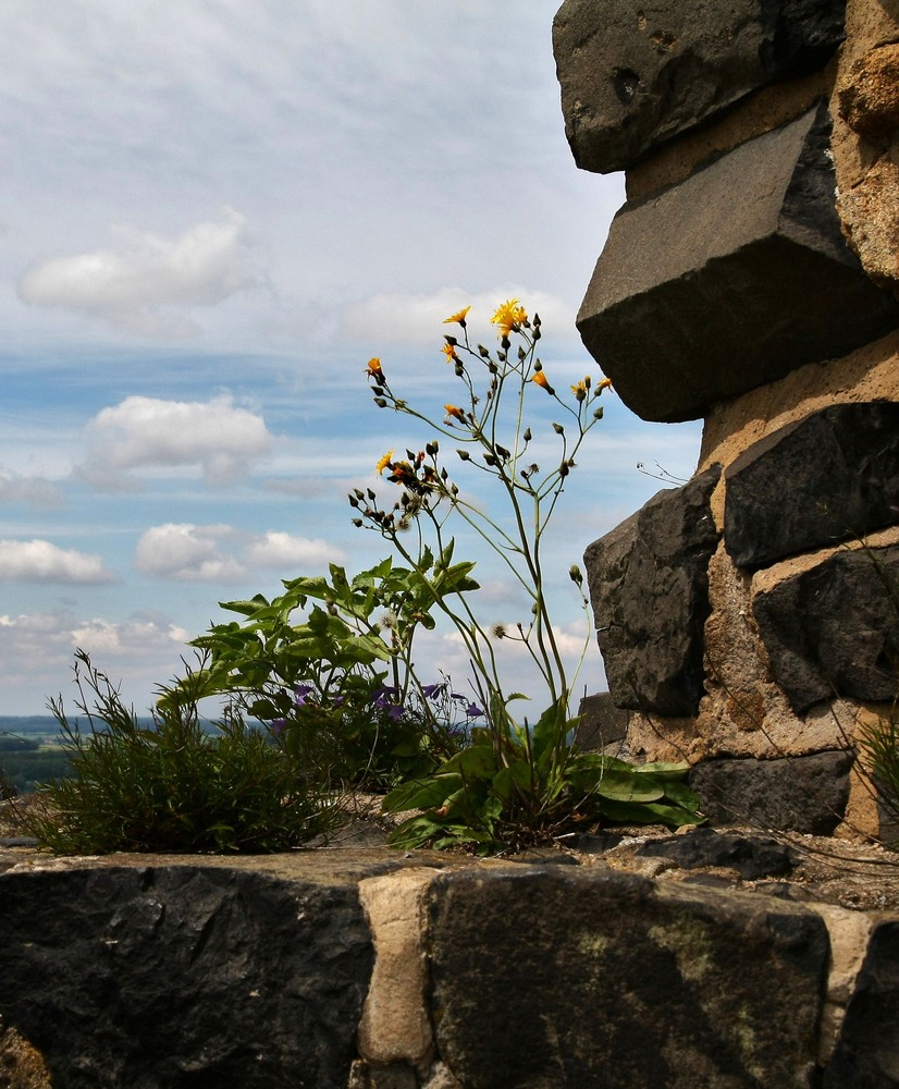 "Mauerblümchen"