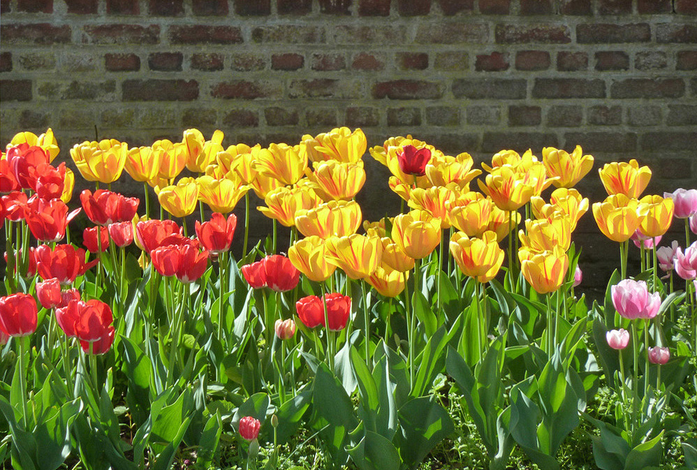 Mauerblümchen