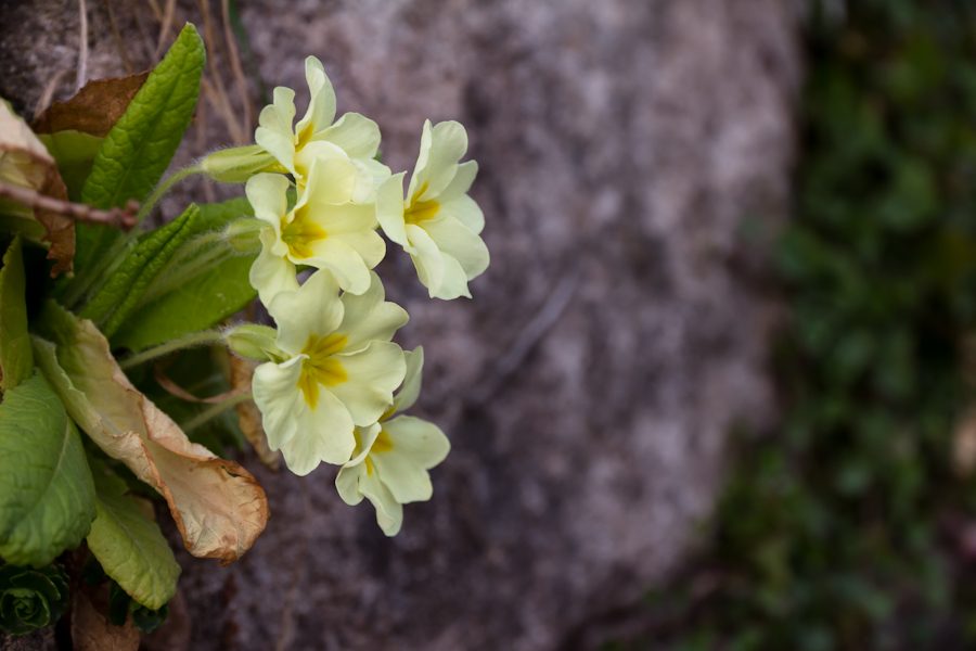 Mauerblümchen