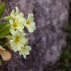 Mauerblümchen