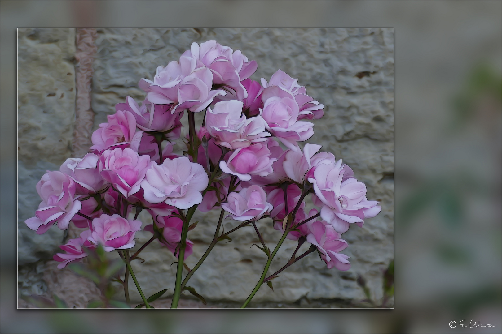 MAUERBLÜMCHEN