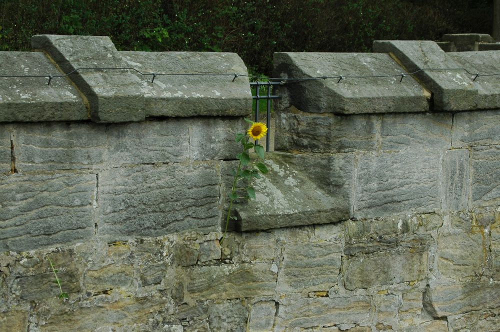 Mauerblümchen