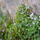 Mauerblümchen