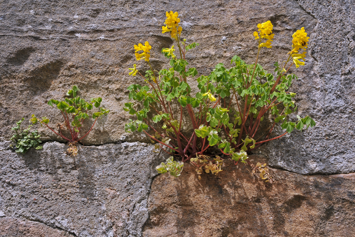 Mauerblümchen