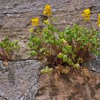 Mauerblümchen