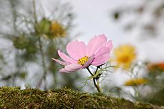 Mauerblümchen