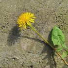 Mauerblümchen?