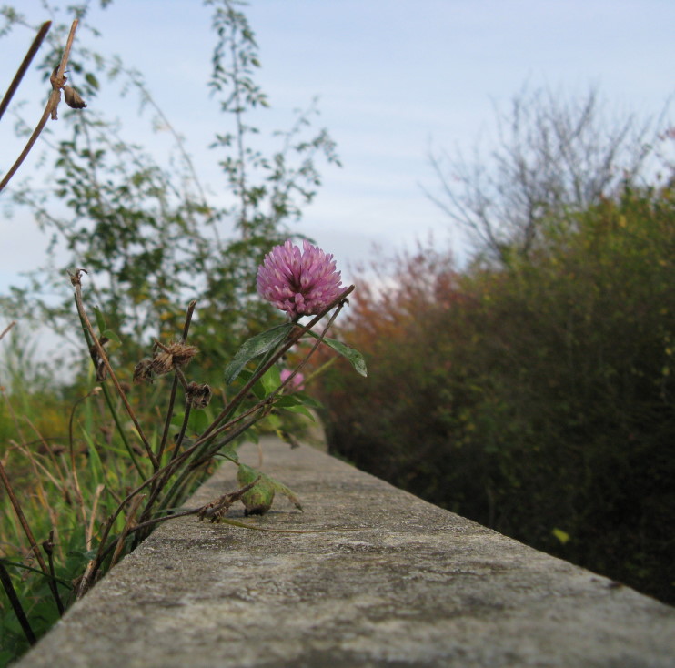 Mauerblümchen