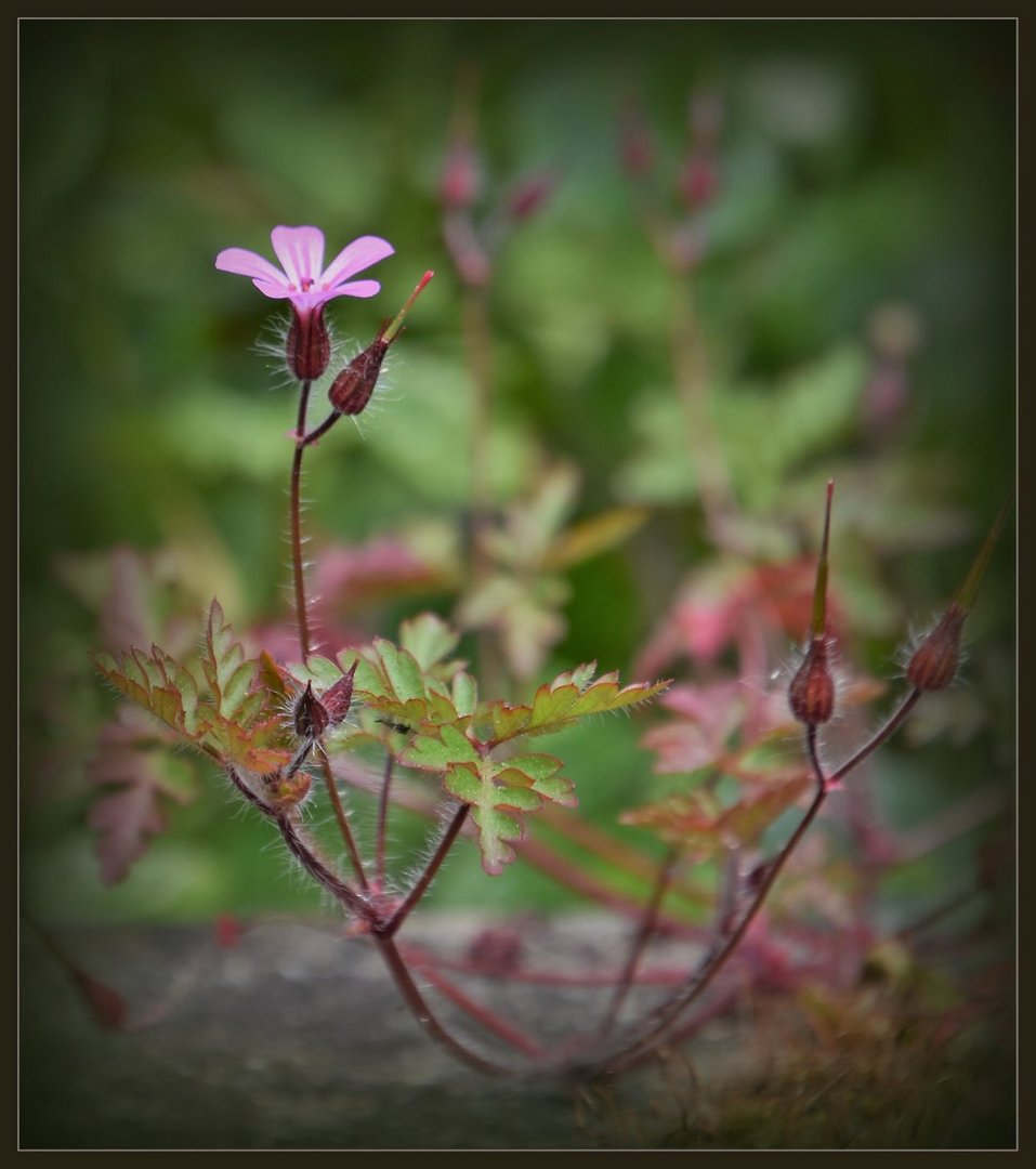 ... Mauerblümchen ...