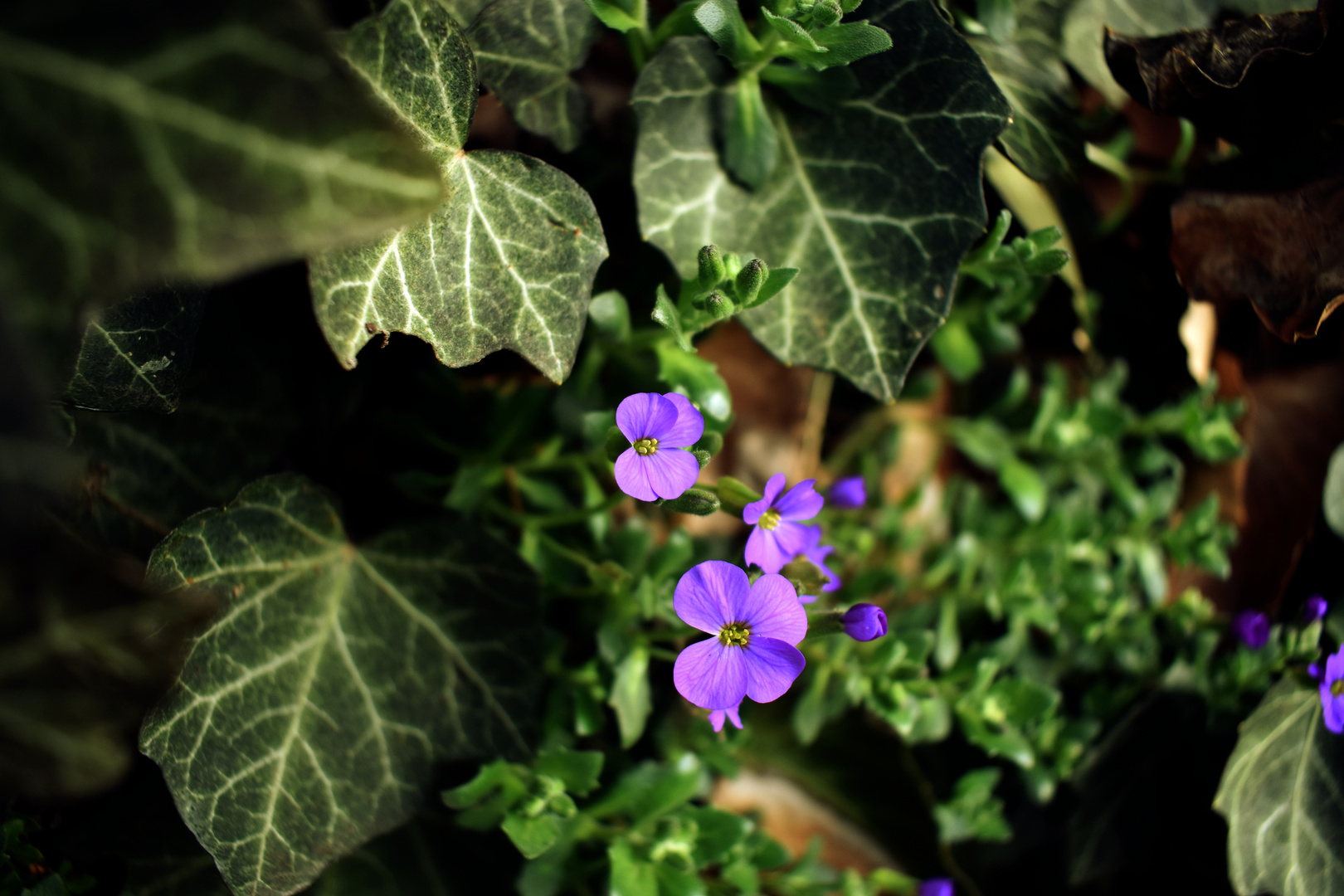 Mauerblümchen