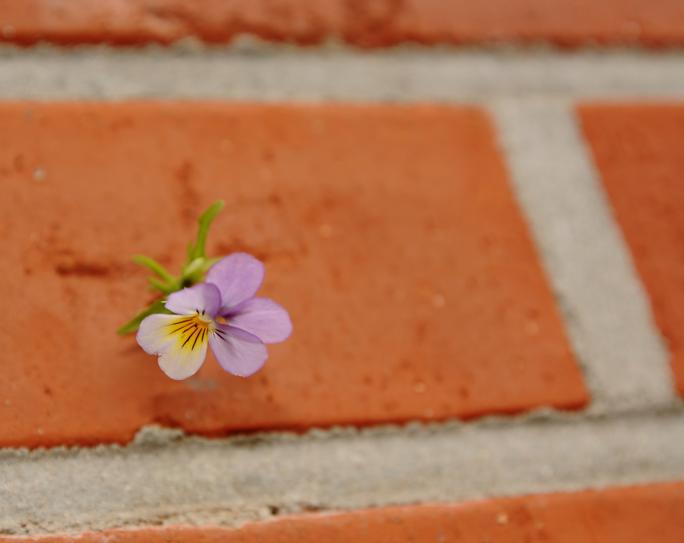 Mauerblümchen