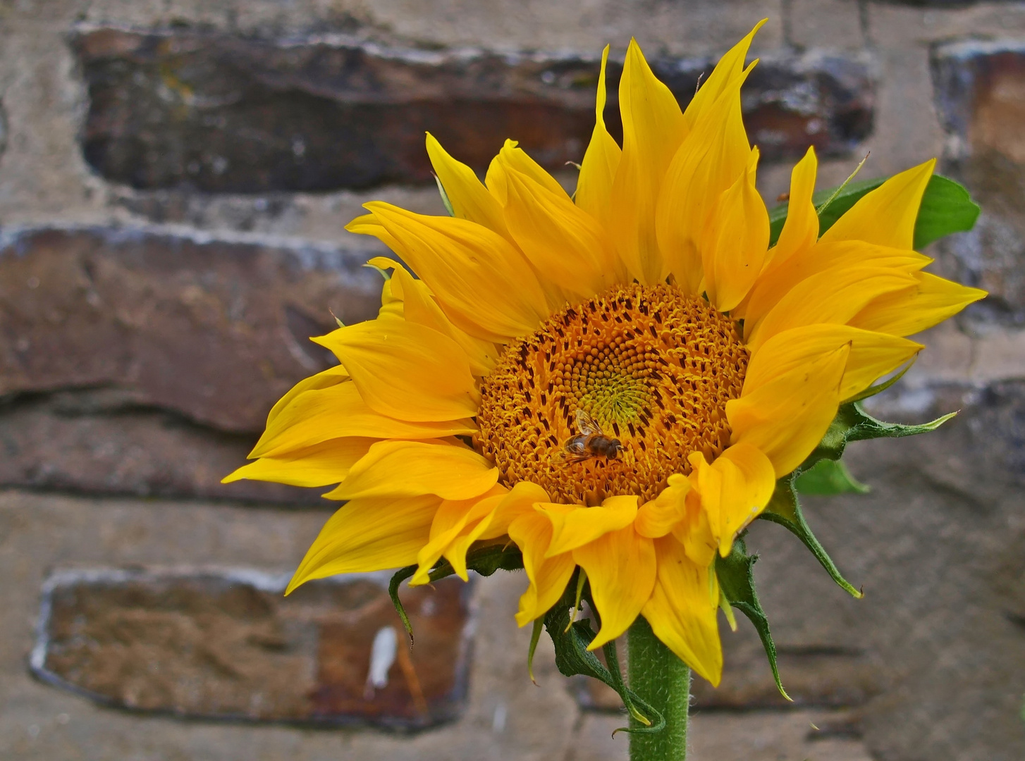 Mauerblümchen