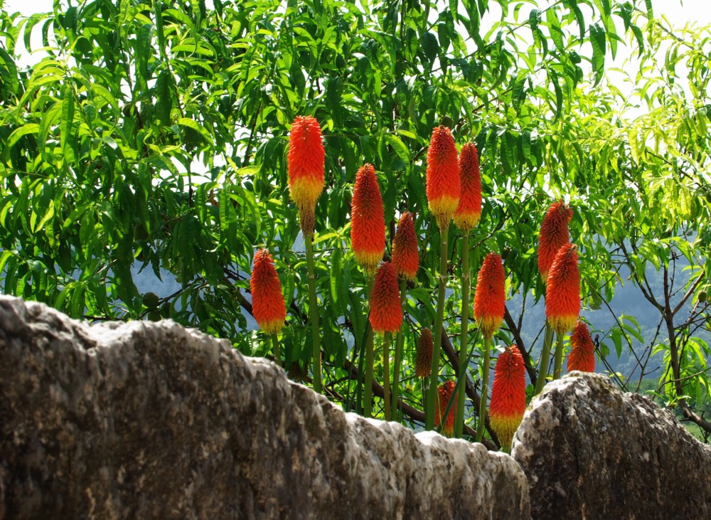 Mauerblümchen