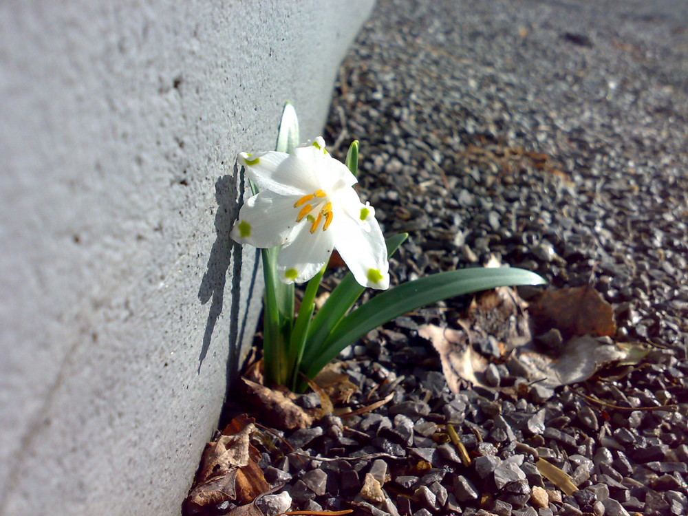 ~Mauerblümchen~