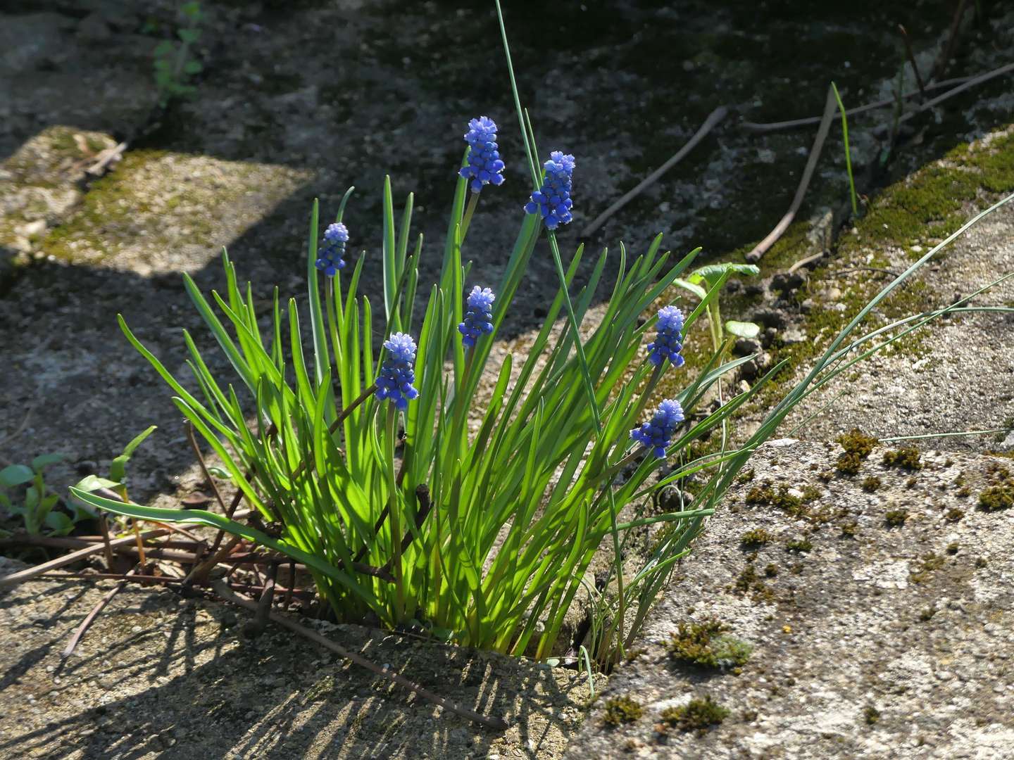 Mauerblümchen **