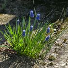 Mauerblümchen **