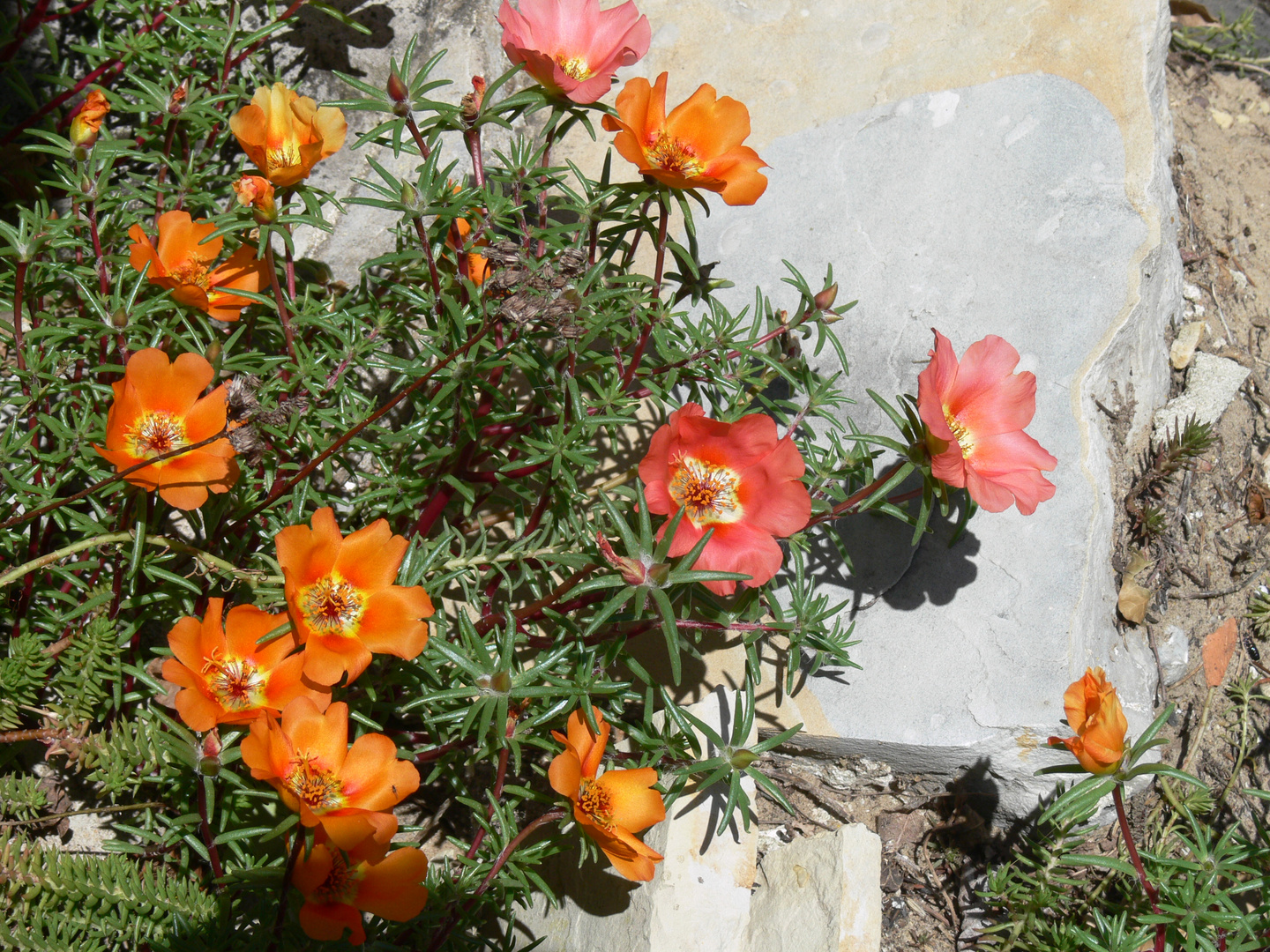 Mauerblümchen