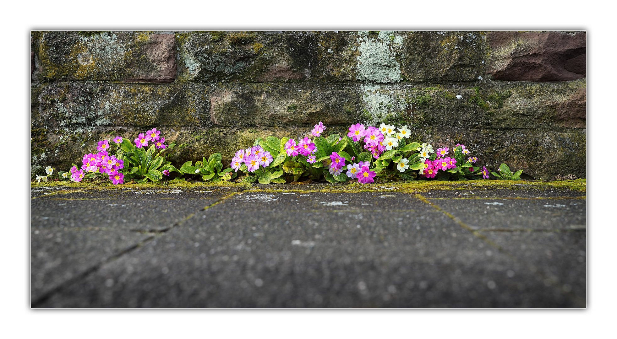 Mauerblümchen