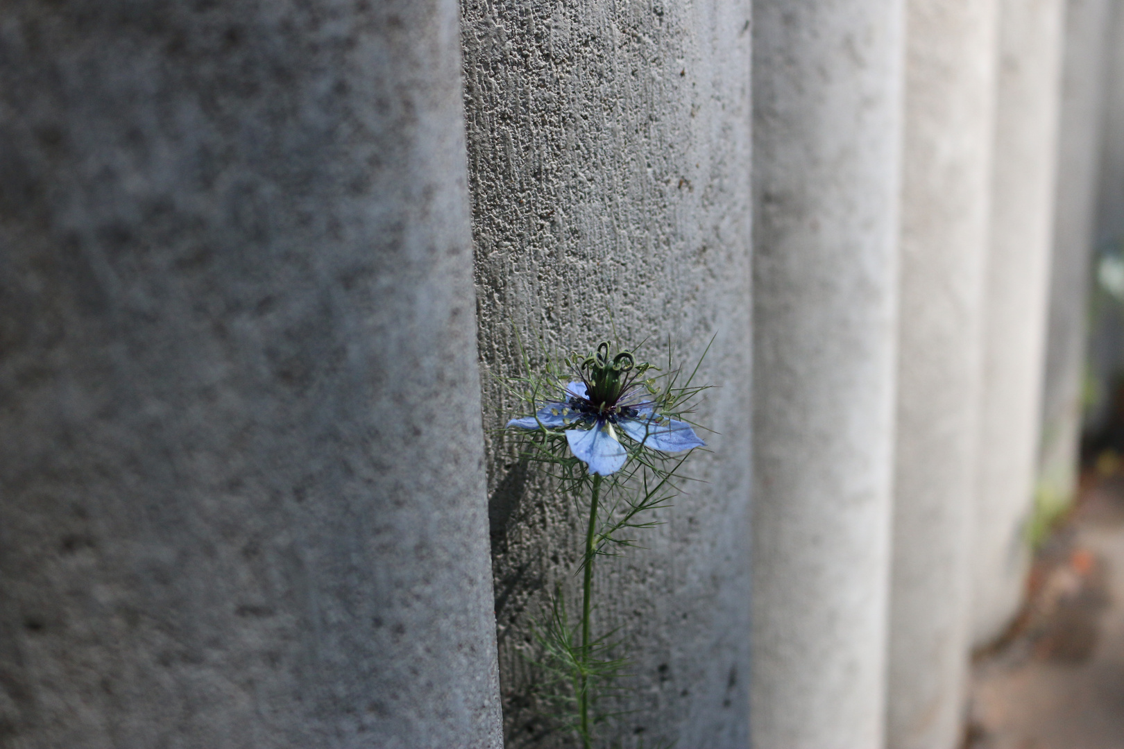 Mauerblümchen