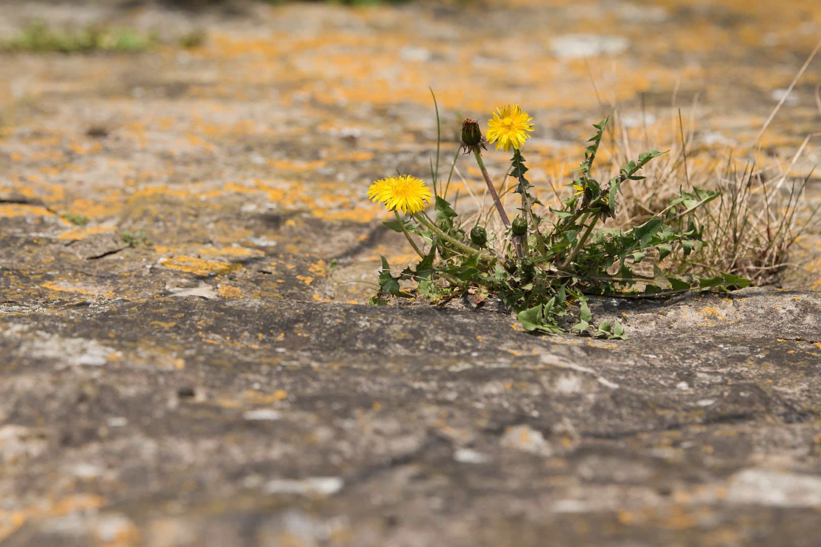 Mauerblümchen