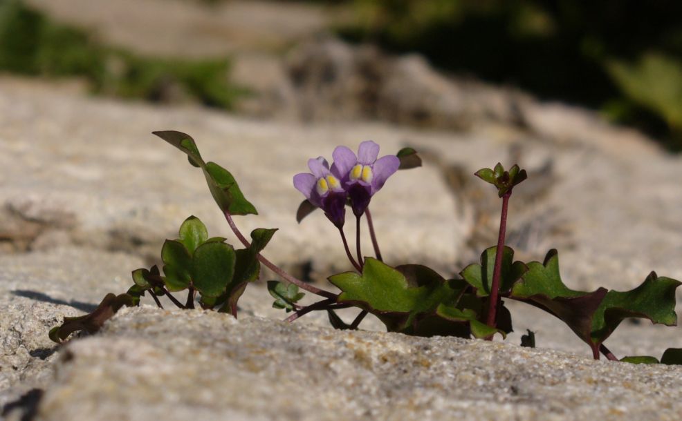 Mauerblümchen