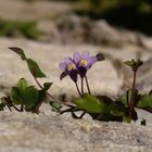 Mauerblümchen