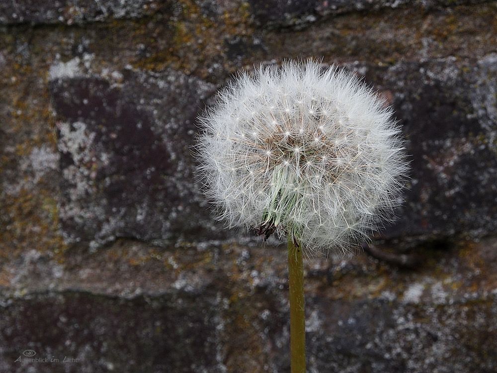 Mauerblümchen