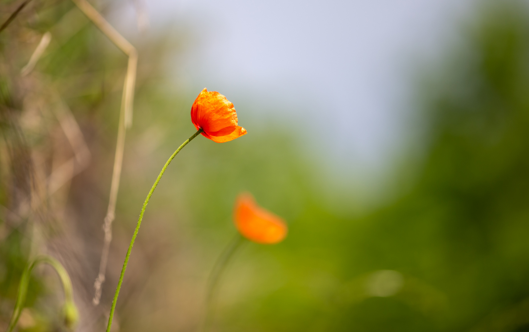 Mauerblümchen