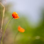 Mauerblümchen