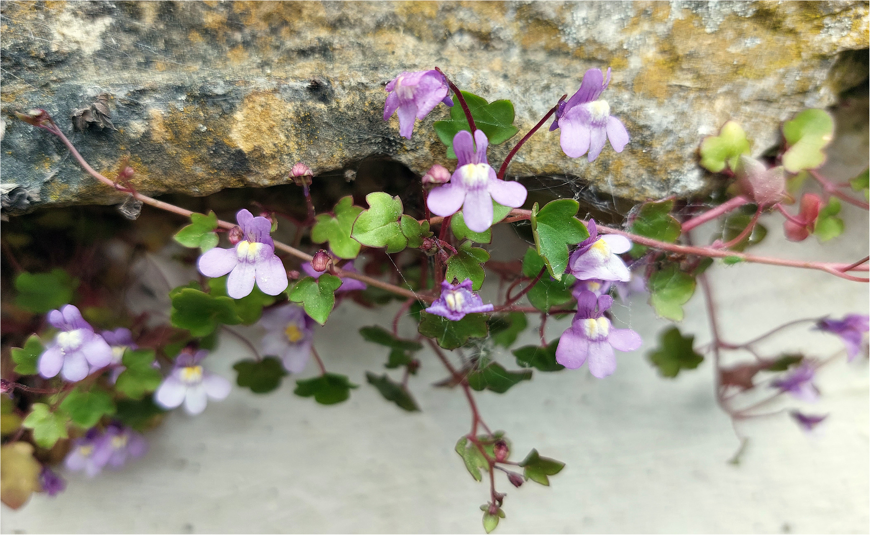 Mauerblümchen