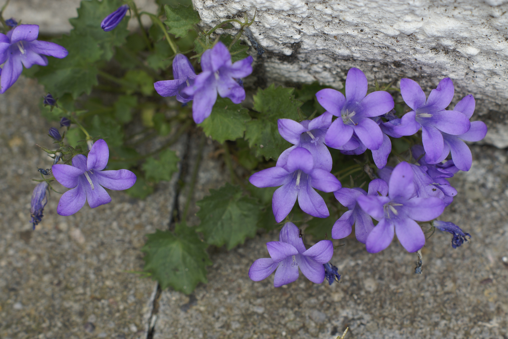 Mauerblümchen