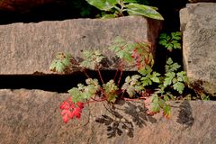 Mauerblümchen