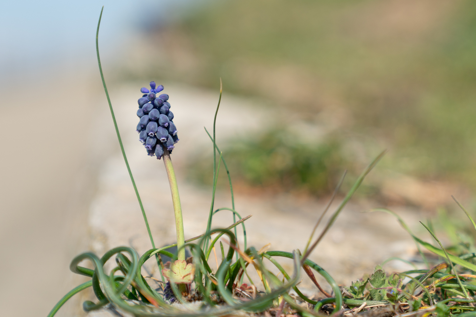 Mauerblümchen