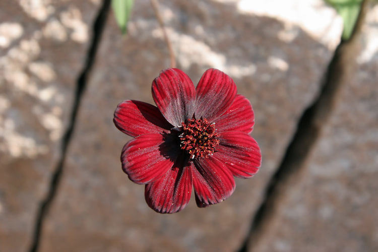 Mauerblümchen