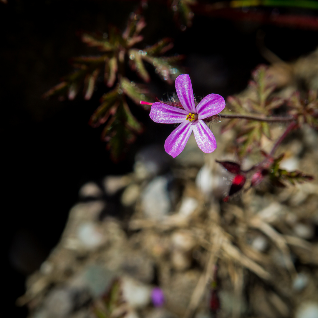 Mauerblümchen