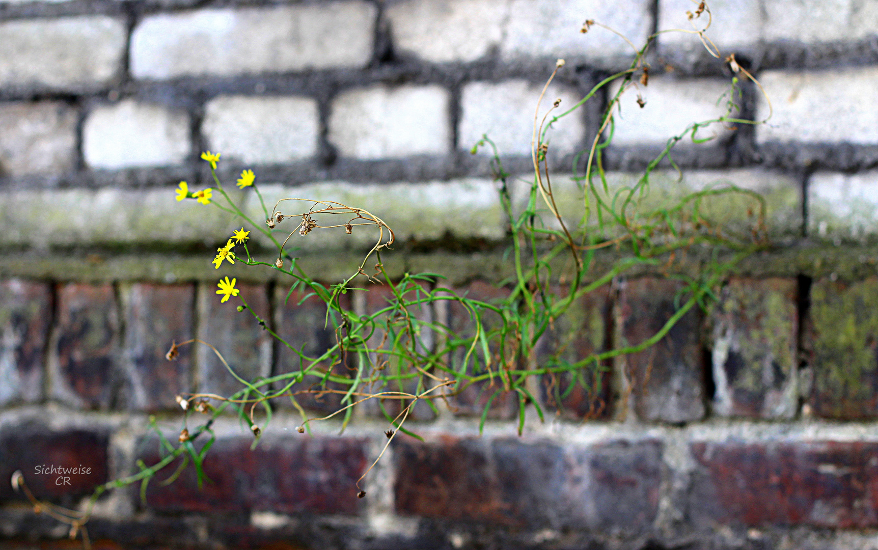 MauerBlümchen