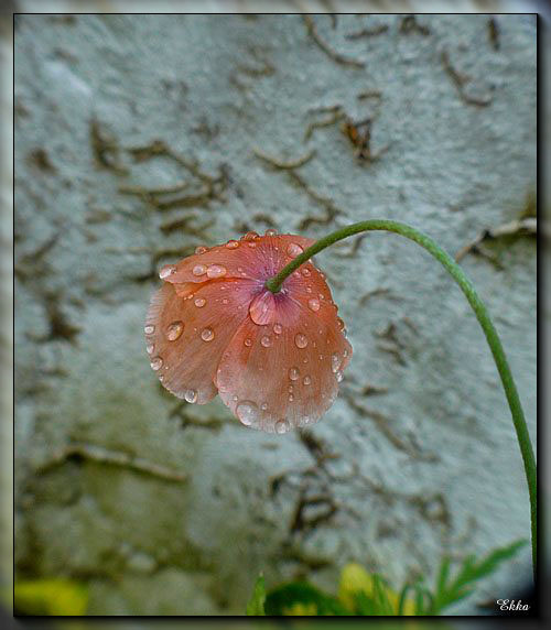 Mauerblümchen