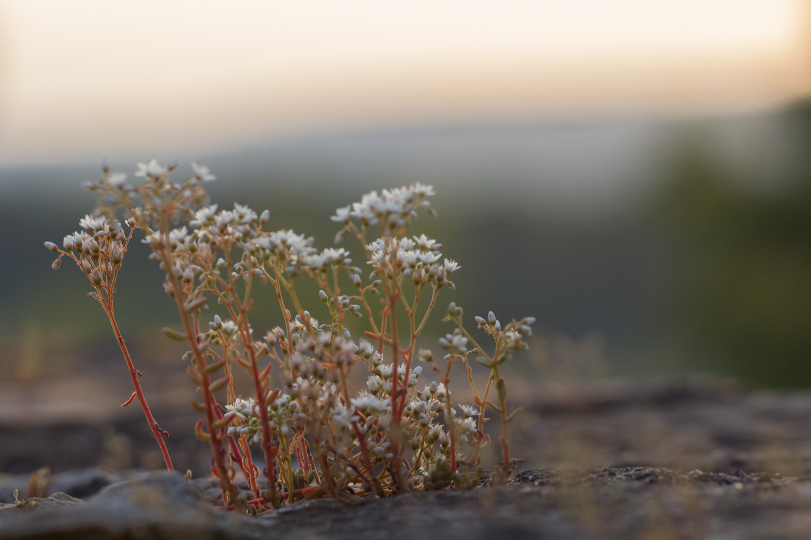 Mauerblümchen