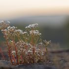 Mauerblümchen