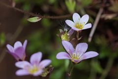 Mauerblümchen-4865-2