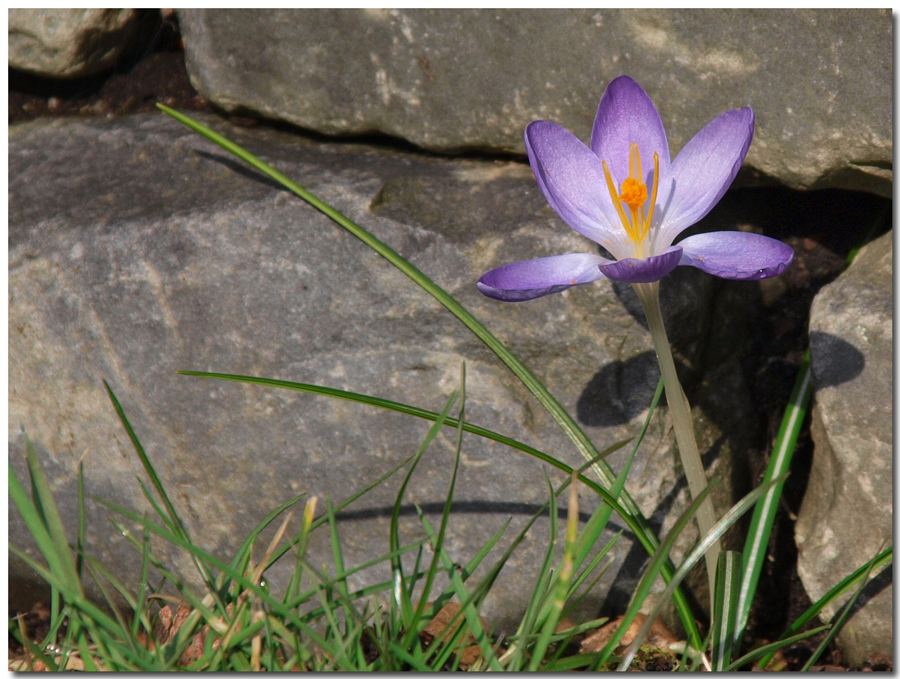 Mauerblümchen*