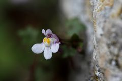 Mauerblümchen