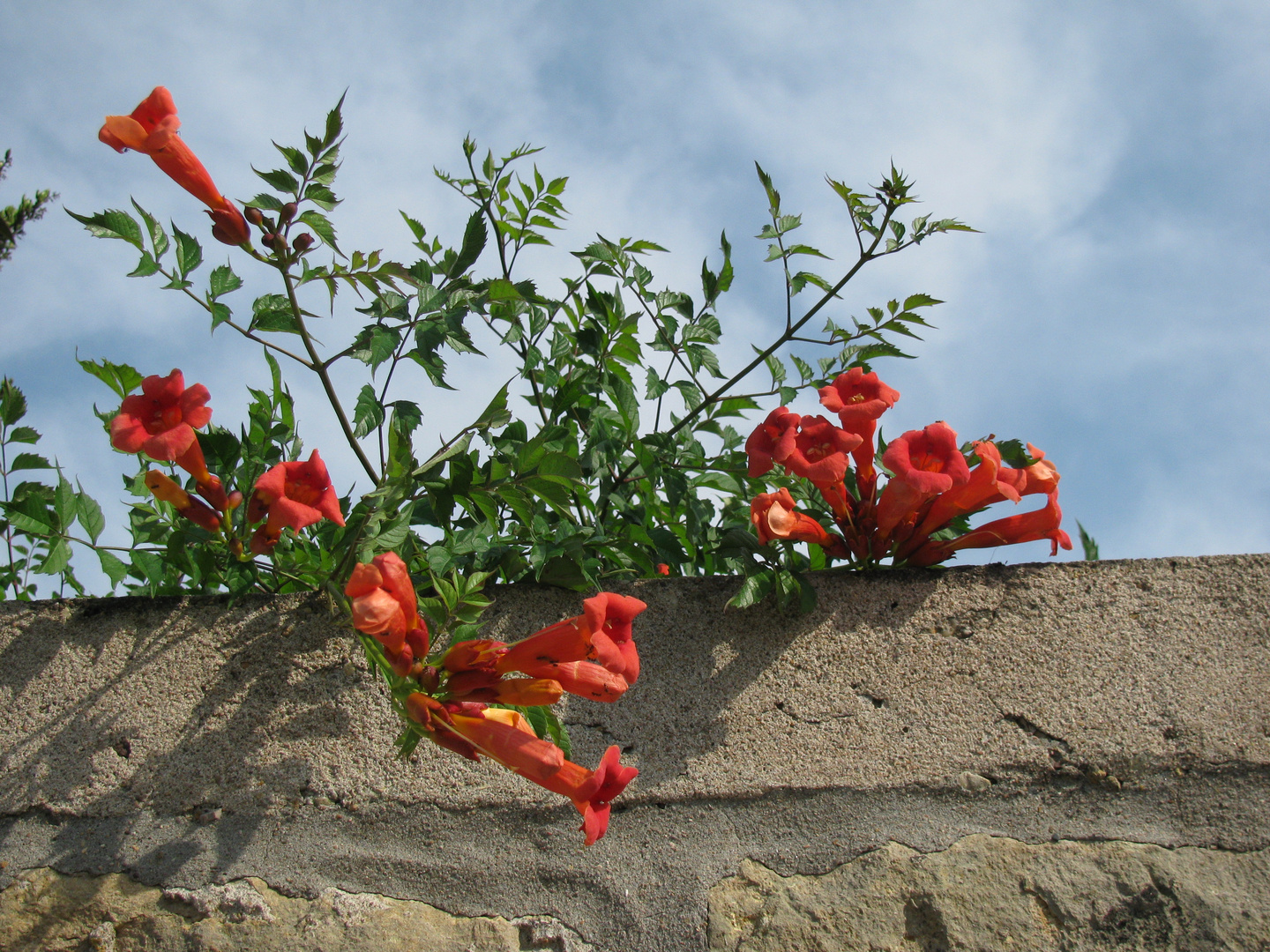 "Mauerblümchen"