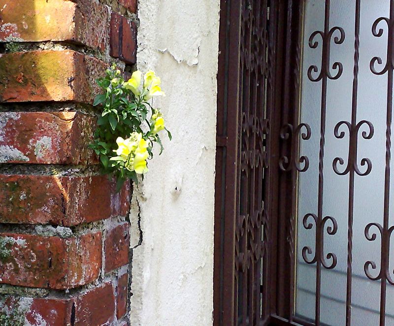 Mauerblümchen