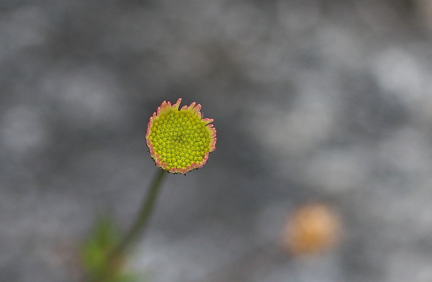 Mauerblümchen