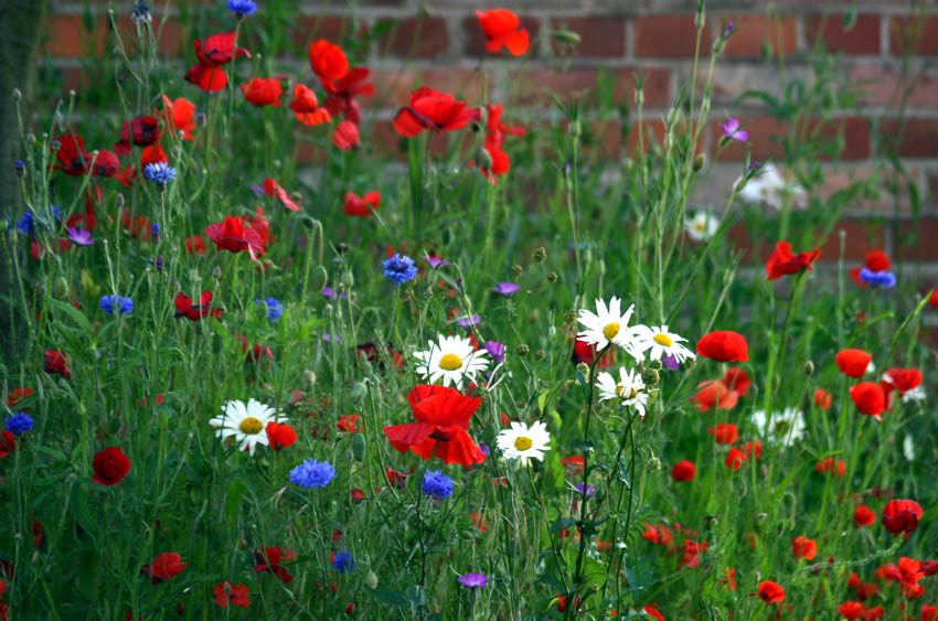 Mauerblümchen